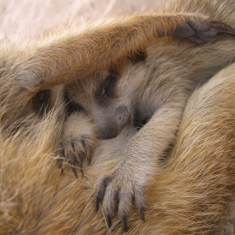 meerkat pup